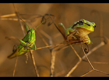 FROG WITH LUNCH, yum, frog, grasshopper, lunch HD wallpaper
