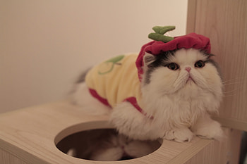 drole de chat, chat, chapeaux, persans, drole HD wallpaper