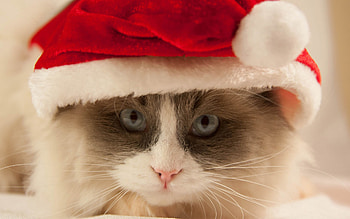 Animals, Cats HD wallpaper