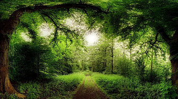 road through a magical forest, road, brush, forest, green HD wallpaper