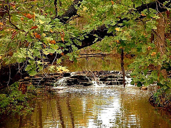 River and forest, forests, rivers HD wallpaper