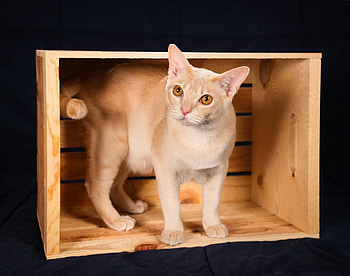Ultra Burmese Cat, , High-definition , Stunning visuals HD wallpaper