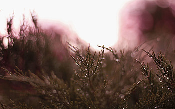 Grass, Drops, Plant, Macro, Dew HD wallpaper