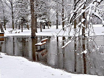 Bench in the Pond, trees, bench, water, snow HD wallpaper