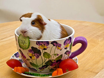 CUTE GUINEA PIG, CUTE, , GUINEA, PIG HD wallpaper