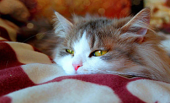 Boring moment, kitten, kitty, cute, cat, nice, animals, cuddly, funny, humor, adorable HD wallpaper