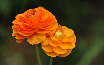 Plants, Flowers HD wallpaper