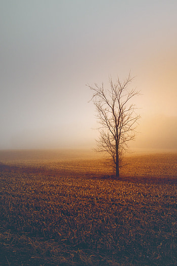 Nature, Trees, Grass, Horizon, Fog, Minimalism, Field HD phone wallpaper