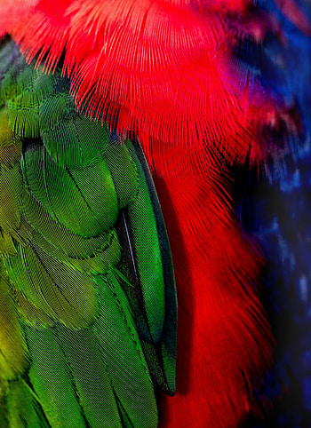 Feather, Bird, Texture, Textures HD phone wallpaper
