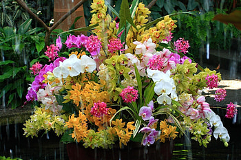 Flowers, Water, Bouquet, Orchids, Exotic, Exotics HD wallpaper