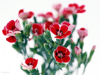 Plants, Flowers HD wallpaper