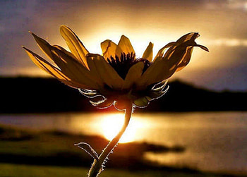 flower sunset, sea, nature, flowers, sunset, beach HD wallpaper