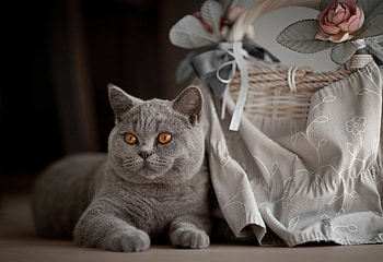 Lilac, British Shorthair HD wallpaper