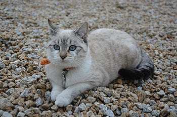 Animals, Stones, Cat, Nice, Sweetheart, Blue-Eyed, Blue Eyed HD wallpaper