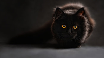 Cat Eyes, animal, cat, look, dark HD wallpaper