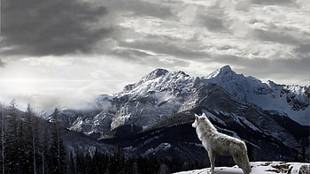 Wolf close-up, Intense gaze, Powerful presence, Natural beauty HD wallpaper