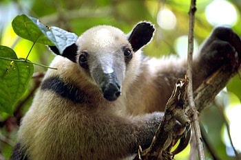 Anteater, Giant anteater, Wild animals, Endangered species HD wallpaper