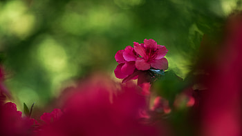 Flowers, Azalea, Bokeh, Raspberry HD wallpaper