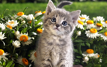Animals, Cats HD wallpaper