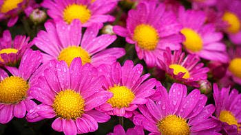 Water Drops On Pink Daisies, water, drops, pink, flowers HD wallpaper