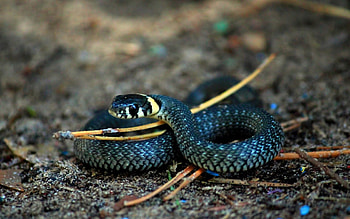 Animals, Rings, Macro, Snake, Scale, Scales HD wallpaper