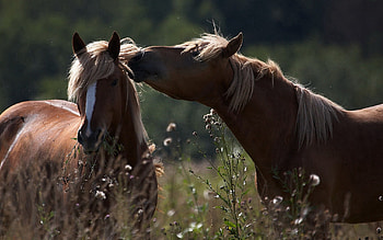 Animals, Grass, Horses, Couple, Pair, Field, Shadow, Care, Tenderness HD wallpaper