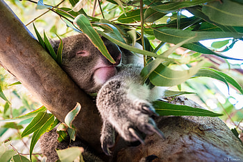 Animals, Wood, Tree, Branches, Animal, Sleep, Dream, Koala HD wallpaper