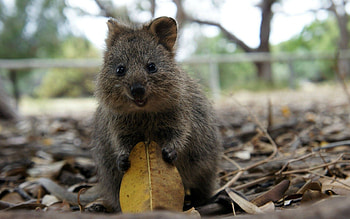 Baby, Quokka HD wallpaper