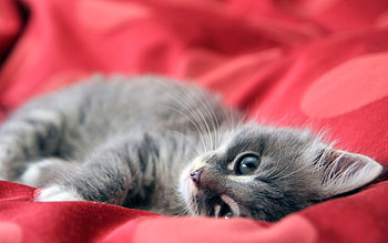 Animals, Cats HD wallpaper