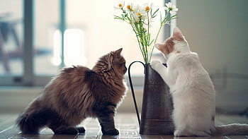 Animals, Cats HD wallpaper