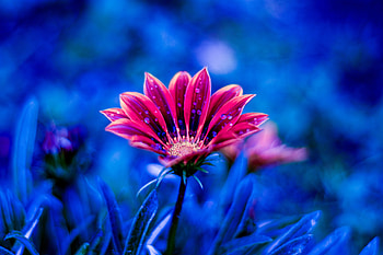 Flowers, Drops, Flower, Petals, Dew HD wallpaper
