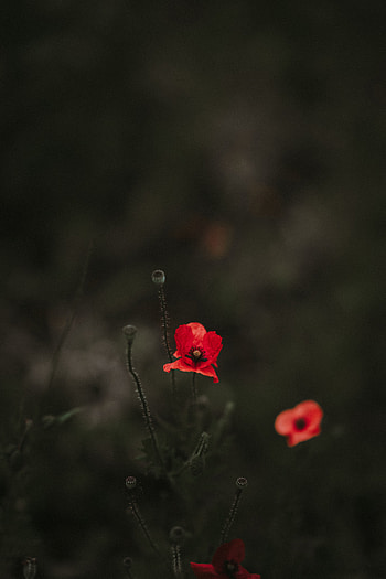 Flowers, Blur, Smooth, Bloom, Flowering, Flower Bed, Flowerbed, Poppy HD phone wallpaper