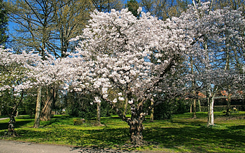 Flowering Trees in Park, spring, park, blossoms, tree HD wallpaper