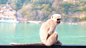 White Monkey Peering, Unique Footage, Monkey Bar Encounter, Fascinating Wildlife HD wallpaper