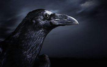 black bird, animal, beak, wings, black, feathers, bird, dark HD wallpaper