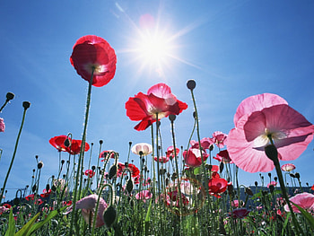 Poppy Flower Garden, sunshine, garden, flowers, poppy HD wallpaper