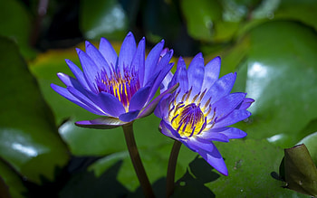 Waterlilies, blue, nature, flowers HD wallpaper