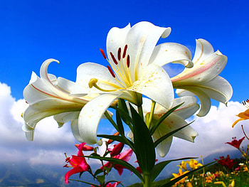 Flowers, Sky, Clouds, Lilies, Lot, Mood, Sunny HD wallpaper