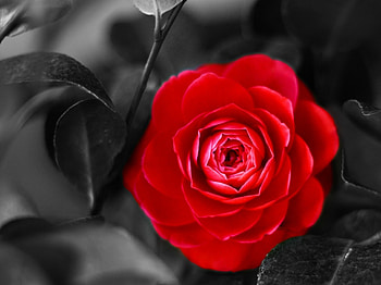 Camellia , And backgrounds, And backgrounds HD wallpaper