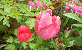 Flowers, Leaves, Tulips, Drops, Greens, Freshness, Dicenter, Dicentra HD wallpaper
