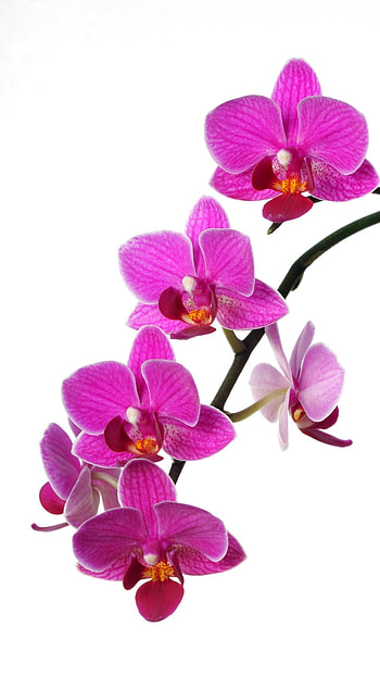 Orchid, Orchid Flower HD phone wallpaper