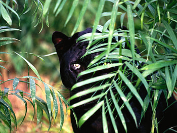 Hidden20Threat Black20Leopard20, waiting, plam tree, watching, panther HD wallpaper