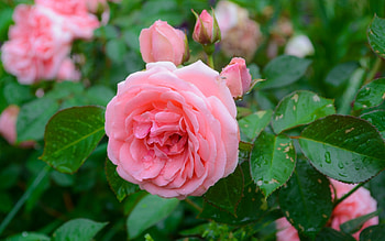 Roses, Bush, Flowers, Pink HD wallpaper