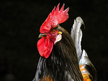 Rooster, muzzle, bird HD wallpaper