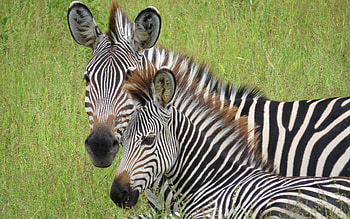 Zebras, stripes, national park, Africa HD wallpaper