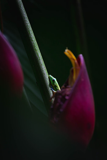 Flower, Macro, Lizard, Reptiles HD phone wallpaper