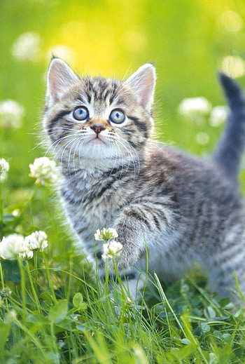 Kitten in Flower Field, Animal, cat HD phone wallpaper