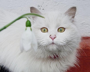 What is this, kitten, kitty, animals, cat, adorable, flowers, nice HD wallpaper