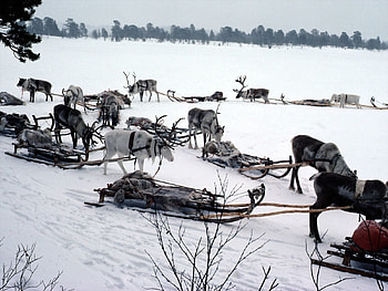 Transport, Nature, Snow, Deers, Team, Sleigh, Sledge, North Pole HD wallpaper