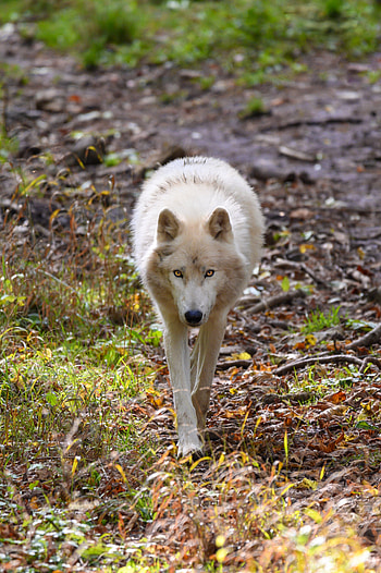 Animals, Grass, Predator, Wolf HD phone wallpaper